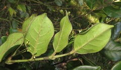 Cassinopsis tinifolia
