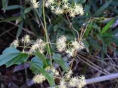 Clematis pickeringii