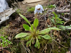 Meconopsis simplicifolia