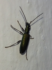 Chrysanthia geniculata