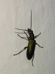 Chrysanthia geniculata