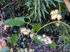 Clematis pickeringii