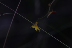 Utricularia chrysantha