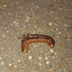 Thyropygus allevatus