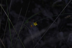 Utricularia chrysantha