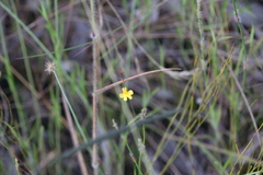 Utricularia chrysantha