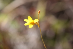 Utricularia chrysantha
