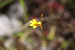 Utricularia chrysantha