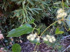Clematis pickeringii