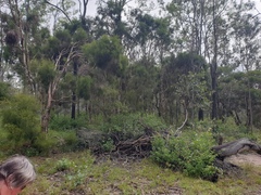 Melaleuca irbyana