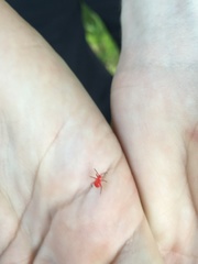 Coccobaphes frontifer