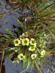 Eutrema sulphureum