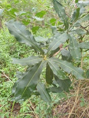 Macadamia integrifolia