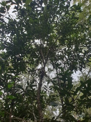 Macadamia integrifolia