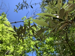 Quercus hypoleucoides