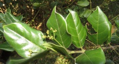 Cassinopsis tinifolia