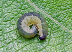 Euura longiserra