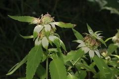 Monarda stanfieldii