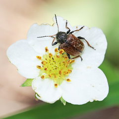 Chrysomela crotchi