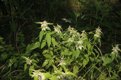 Monarda stanfieldii