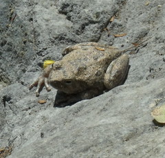 Hyla arenicolor
