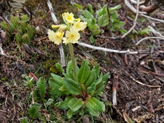Primula elongata