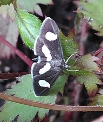 Anania luctualis