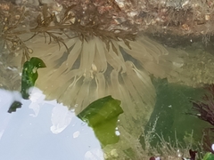 Aulactinia incubans