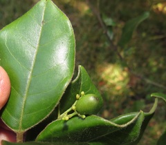 Cassinopsis tinifolia