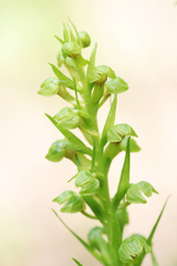 Dactylorhiza viridis virescens