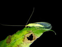 Chrysoperla furcifera