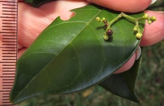 Cassinopsis tinifolia