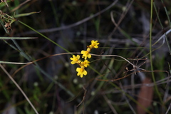 Utricularia chrysantha