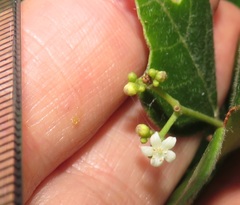 Cassinopsis tinifolia