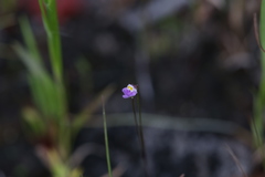 Utricularia geoffrayi