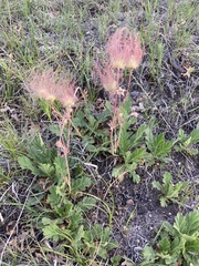 Geum triflorum