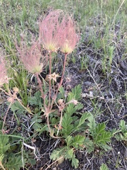 Geum triflorum