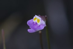 Utricularia geoffrayi