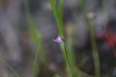 Utricularia geoffrayi