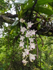 Aerides
