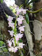 Aerides