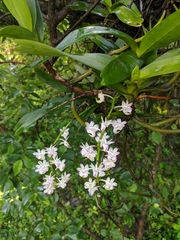 Aerides