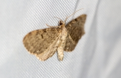 Eupithecia actaeata