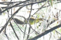 Mionectes striaticollis