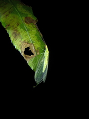 Chrysoperla furcifera