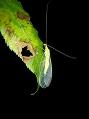 Chrysoperla furcifera