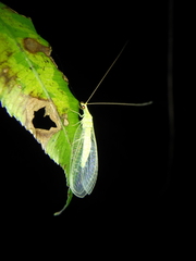 Chrysoperla furcifera