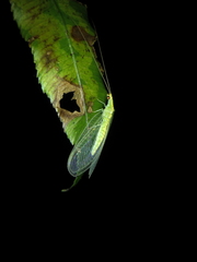 Chrysoperla furcifera