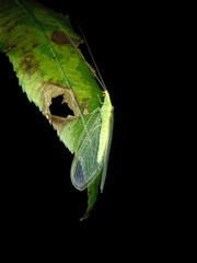 Chrysoperla furcifera