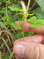 Oxalis chnoodes
